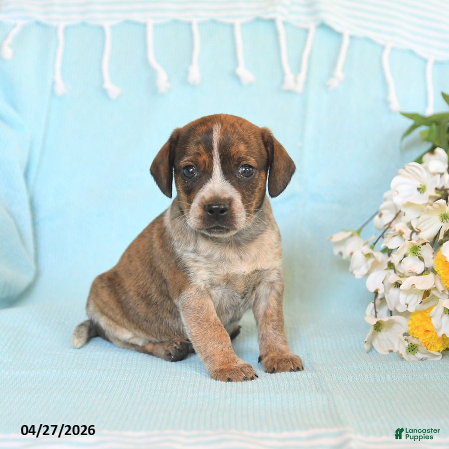 Mixed Breed dogs Joey - Ad 2