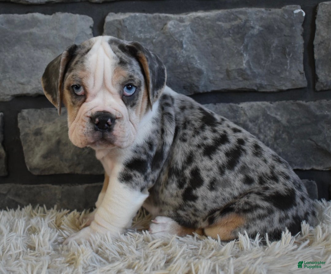 Mixed Breed dogs for sale: Twinkle  - Ad 1