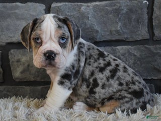 Mixed Breed dogs Twinkle - Ad 14