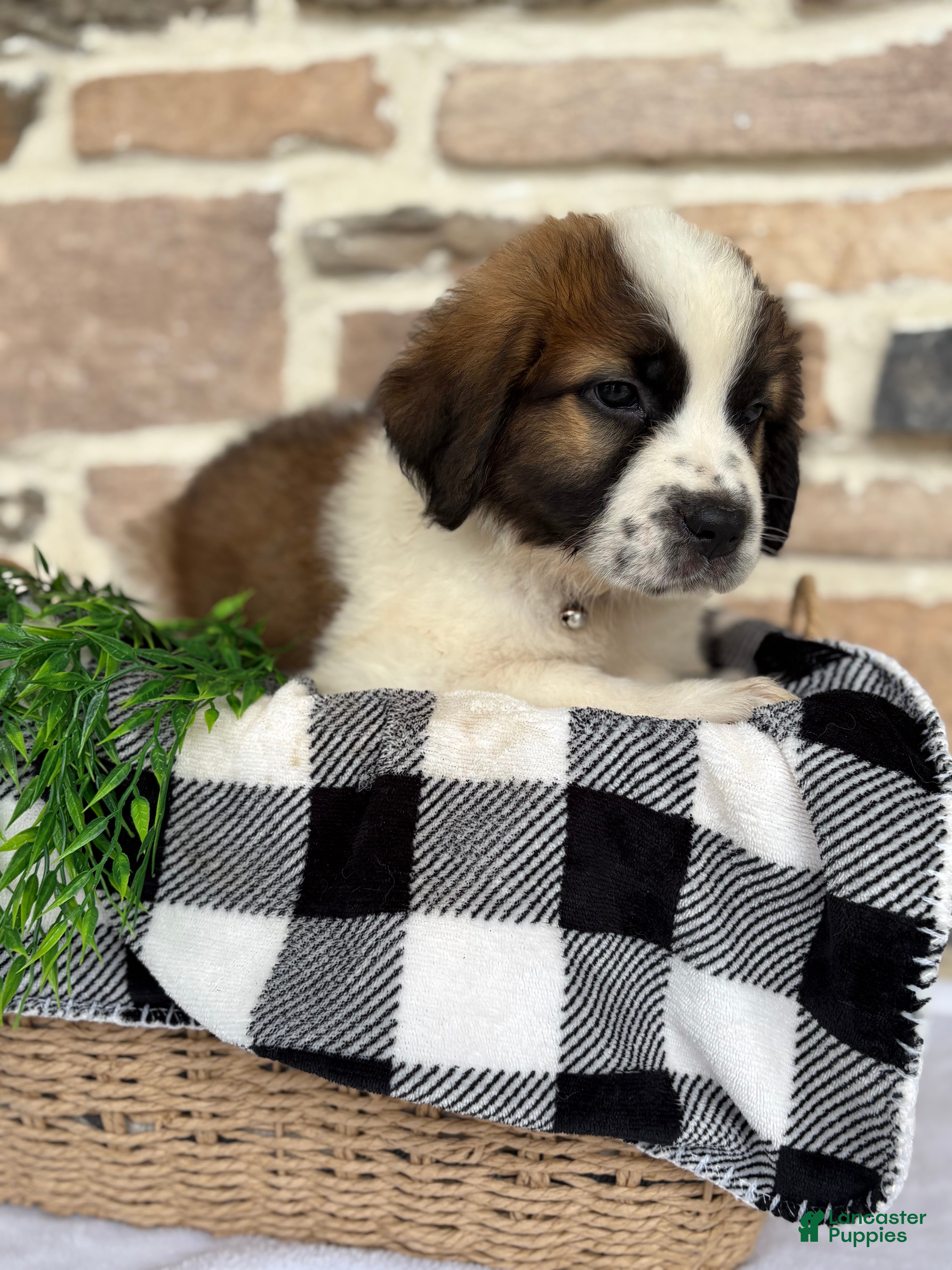 Saint Bernard dogs Tesla - Ad 1