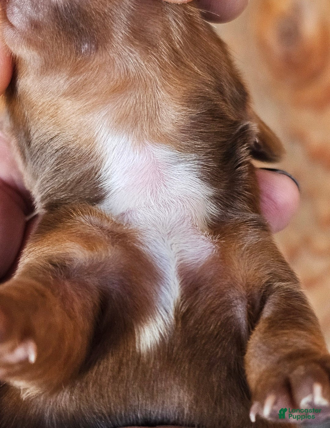 Miniature Dachshund dogs for sale: CT Long-haired  - Ad 4