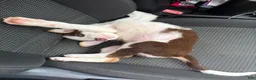 Mixed Breed dogs for sale: Woody - Ad 5