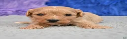 Cavapoo dogs for sale: Cavapoo 5 - Ad 30