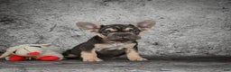 French Bulldog dogs for sale: Claire - Ad 4