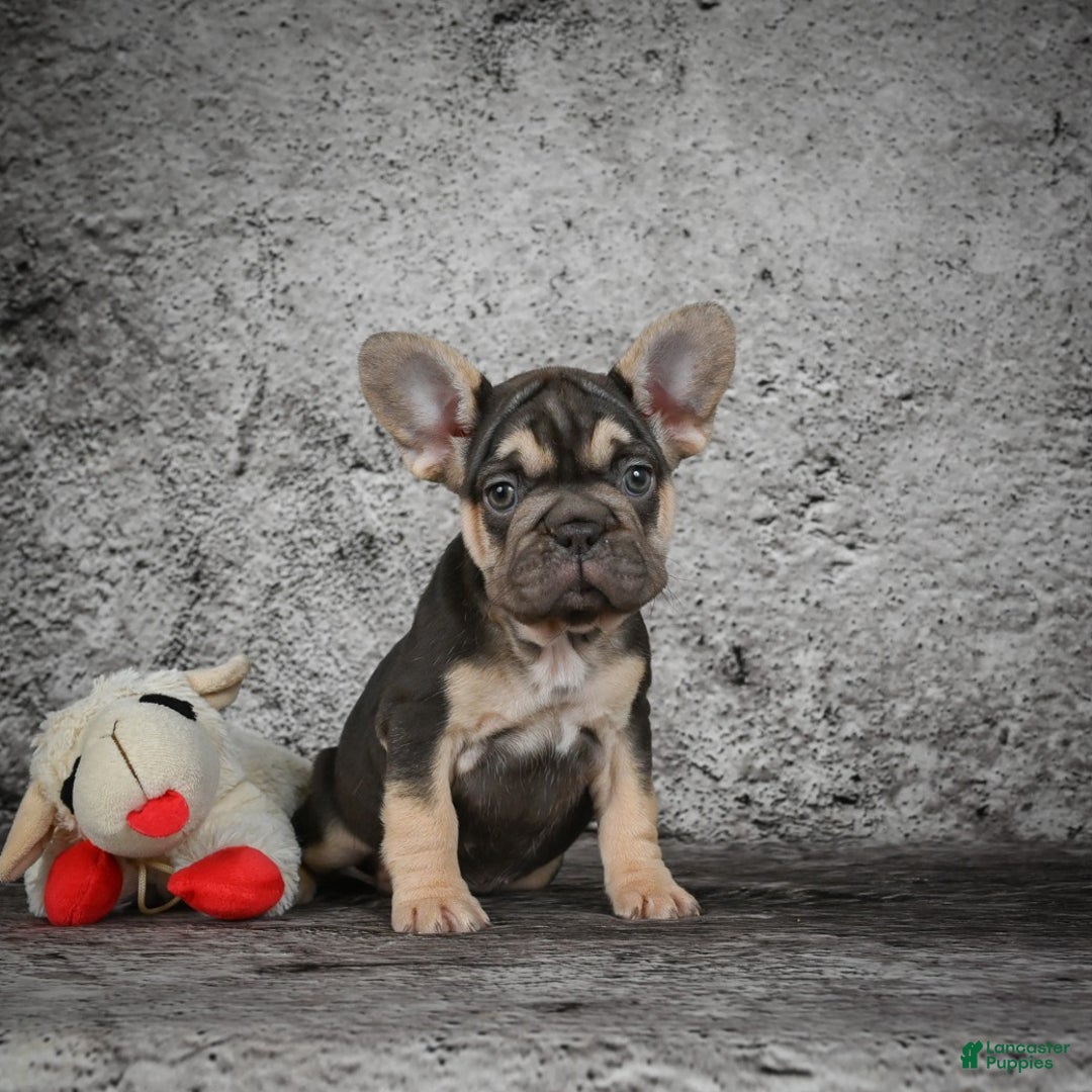 French Bulldog dogs for sale: Claire - Ad 4