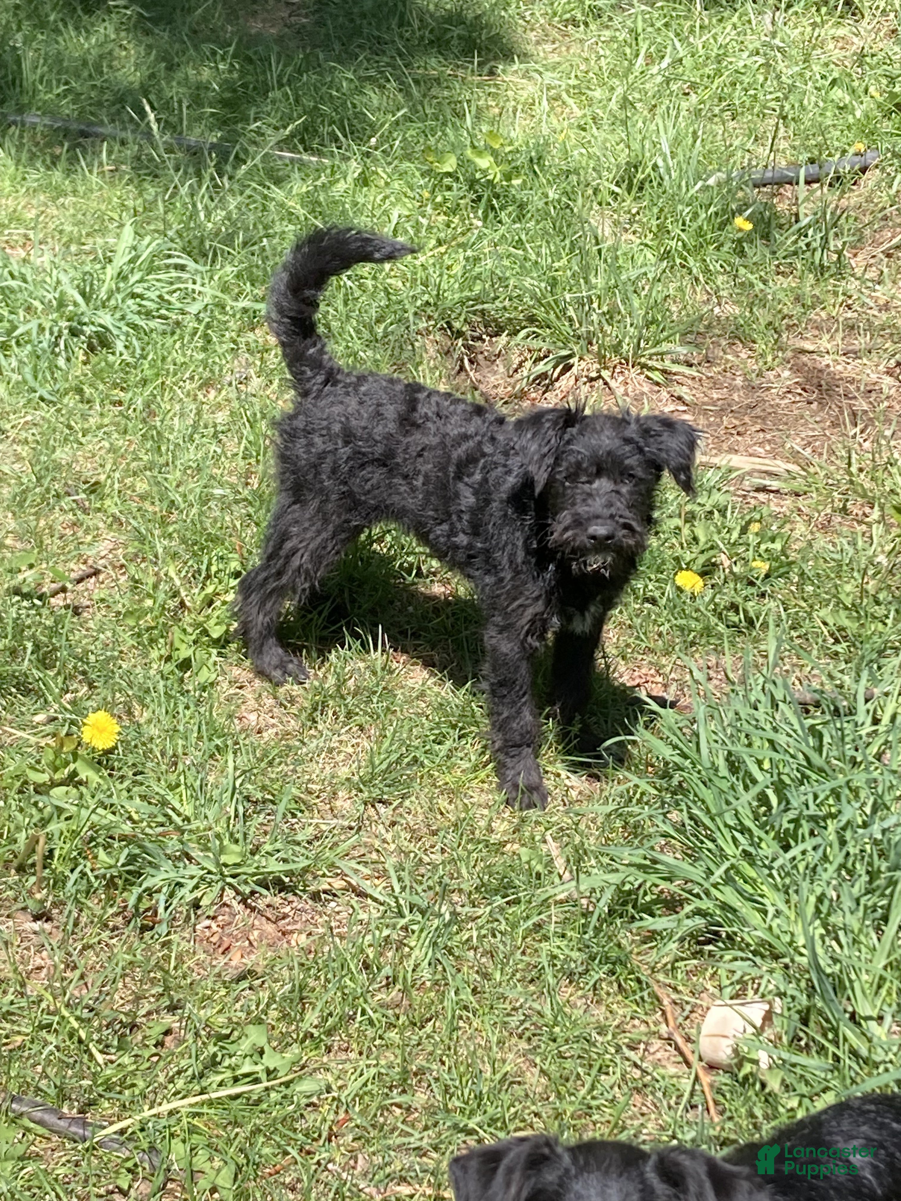 Bordoodle dogs Bordoodle Puppy Sadie - Ad 1