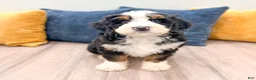 Mini Bernedoodle dogs for sale: Bruno - Ad 8