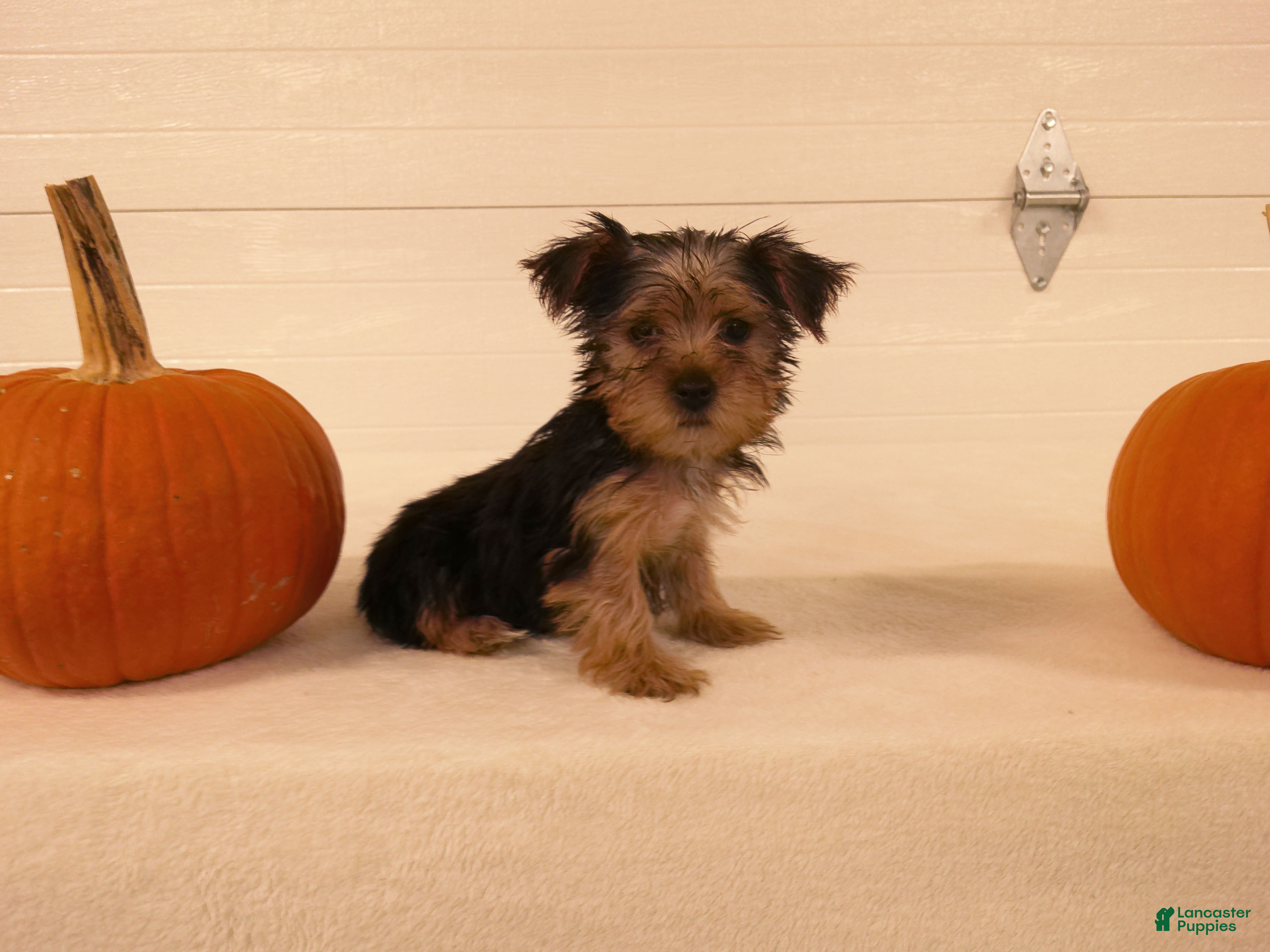 Yorkshire Terrier dogs for sale: Toby - Ad 2
