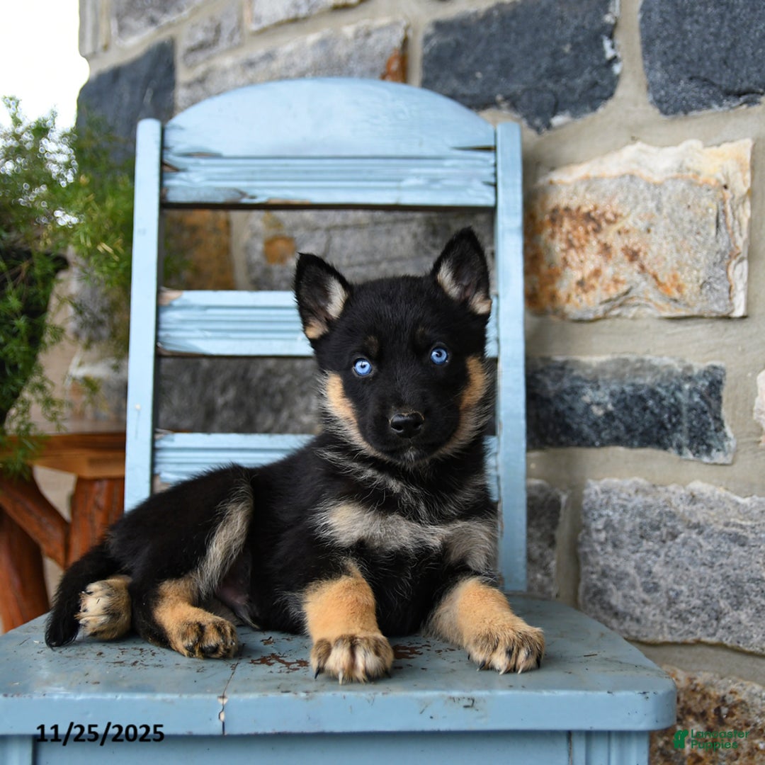 Gerberian Shepsky dogs for sale: Pierce - Ad 2