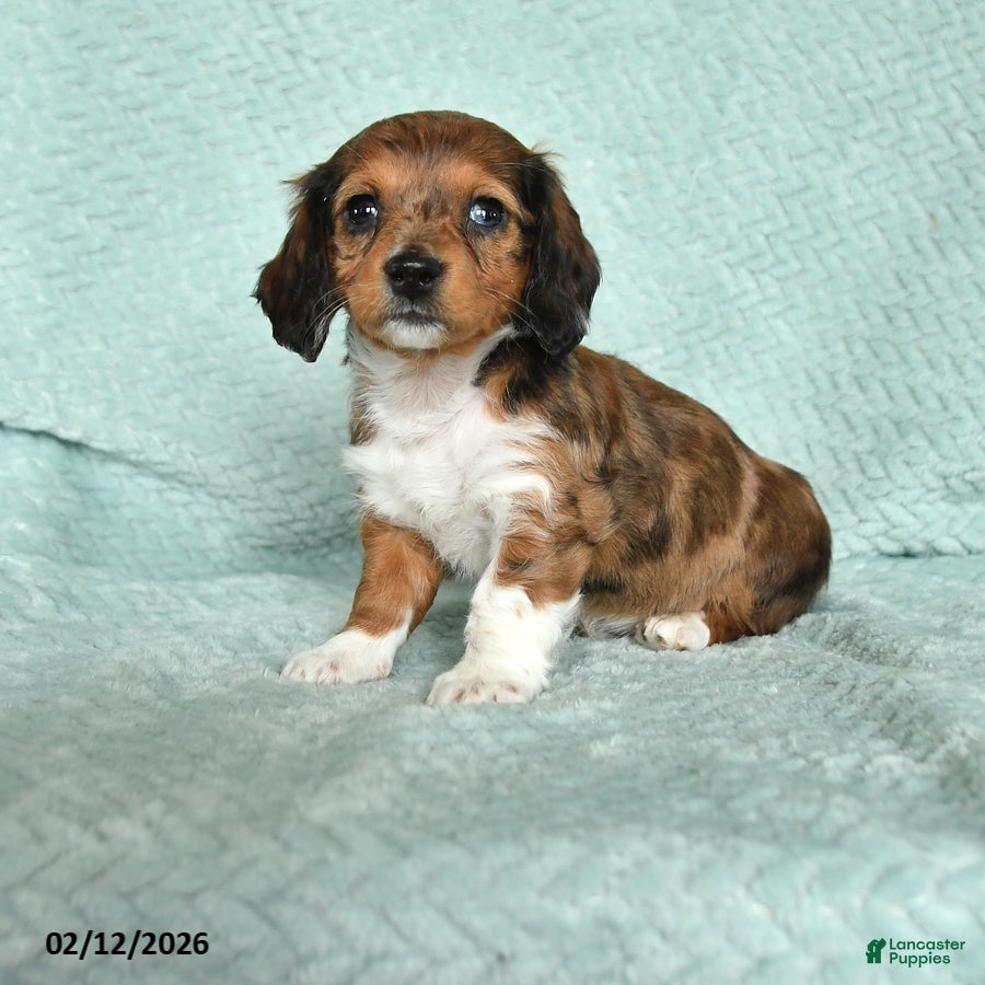 Miniature Dachshund dogs Diana - Ad 24