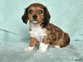 Miniature Dachshund dogs Diana - Ad 24