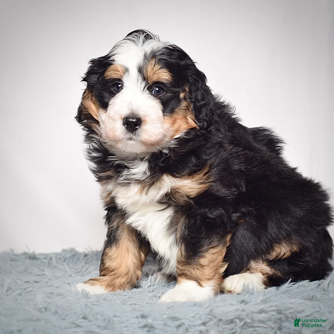 Mini Bernedoodle dogs for sale: Mini Bernedoodle Puppy 2 - Ad 4