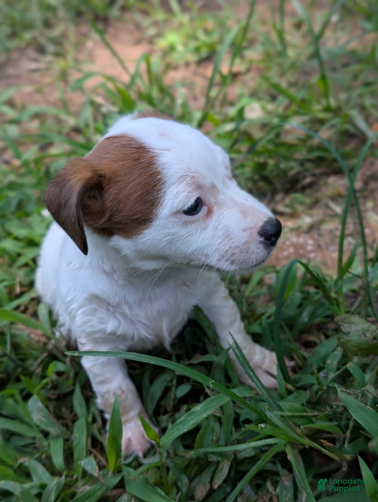 Jack Russell Terrier dogs Freda - Ad 2