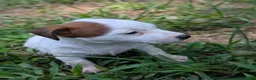 Jack Russell Terrier dogs for sale: Freda - Ad 2