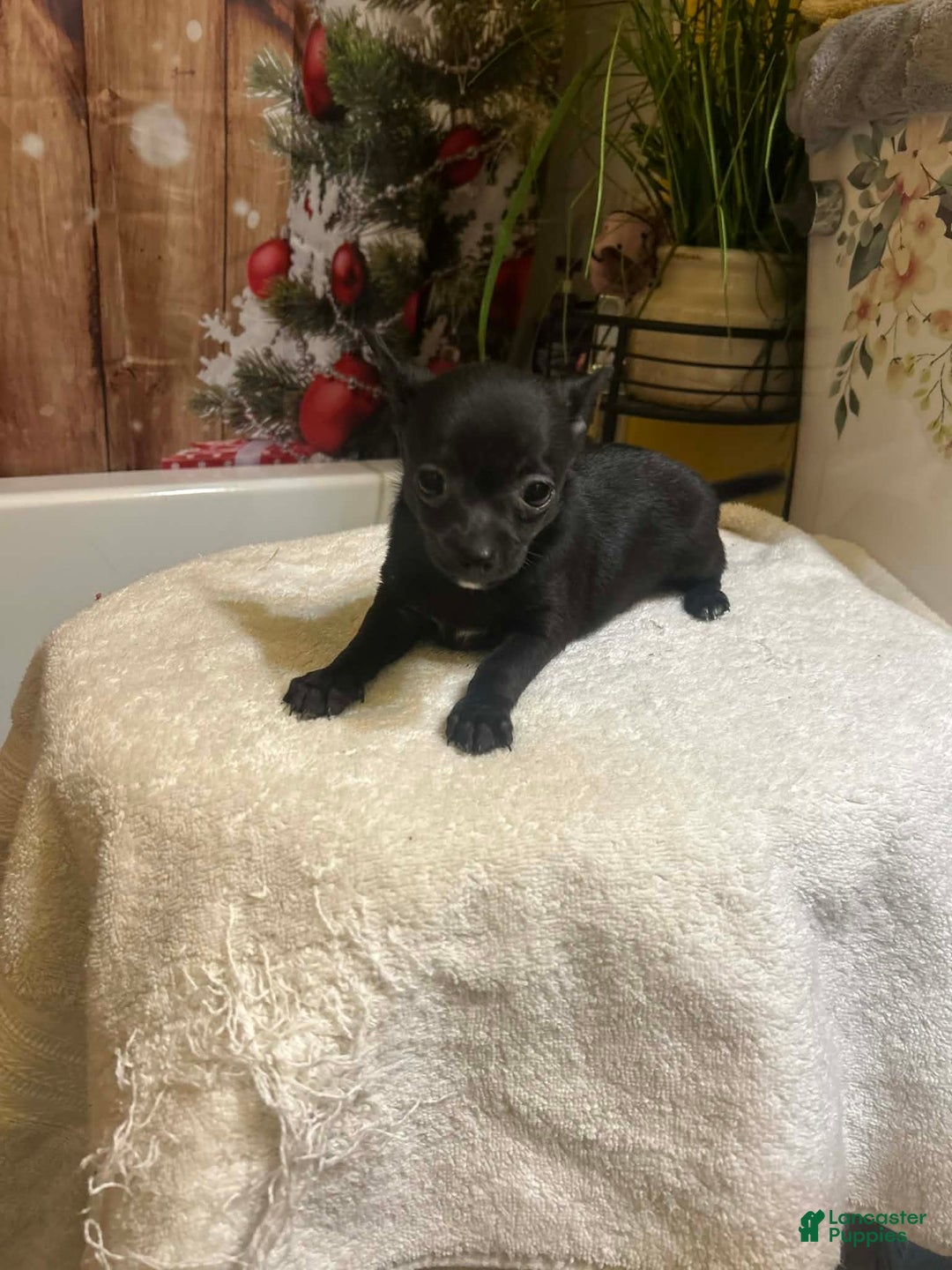 Chihuahua dogs for sale: Chihuahua Puppy 1 - Ad 2