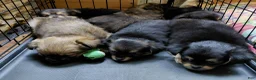 Mixed Breed dogs for sale: Big Sam Adams  - Ad 7
