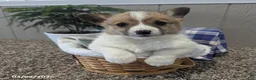 Welsh Corgi Pembroke dogs for sale: Buster - Ad 2