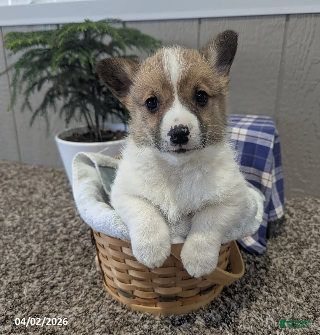 Welsh Corgi Pembroke dogs for sale: Buster - Ad 2