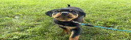 Rottweiler dogs for sale: Draco - Ad 5