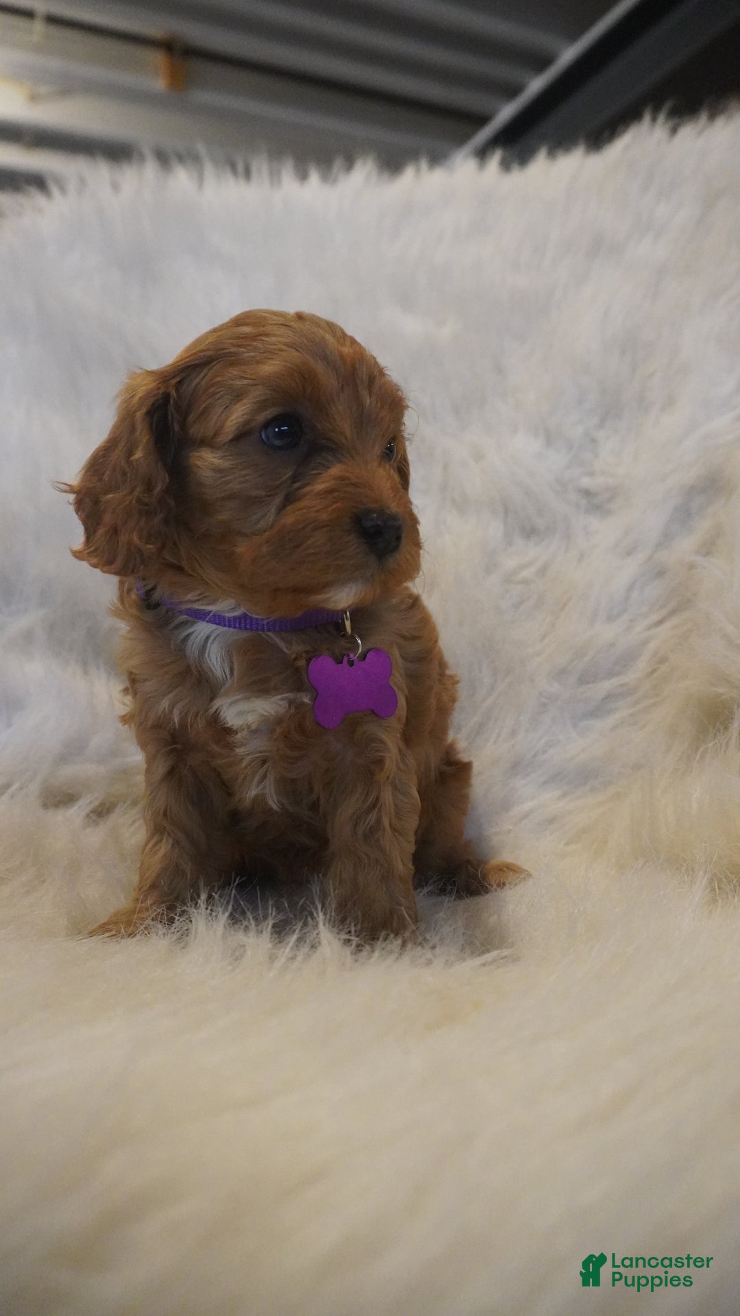 Cavapoo dogs for sale: Pluto  - Ad 1