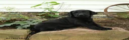 Labrador Retriever dogs for sale: Ranger - Ad 5