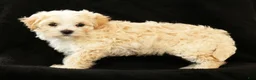 Maltipoo dogs for sale: Angie - Ad 4