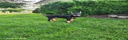 Doberman Pinscher dogs for sale: Kash - Ad 6