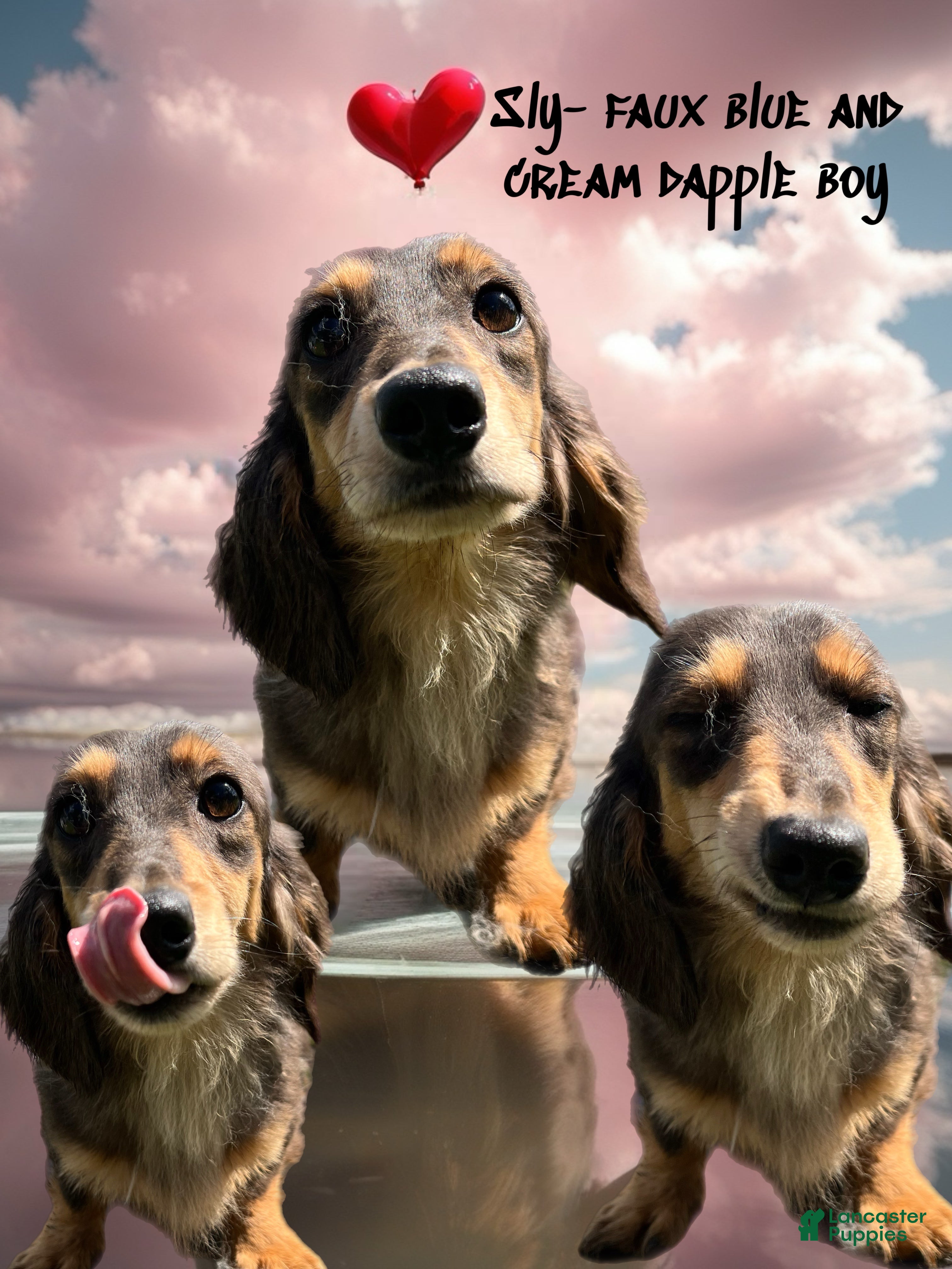 Dachshund dogs Dachshund Puppy 1 - Ad 37