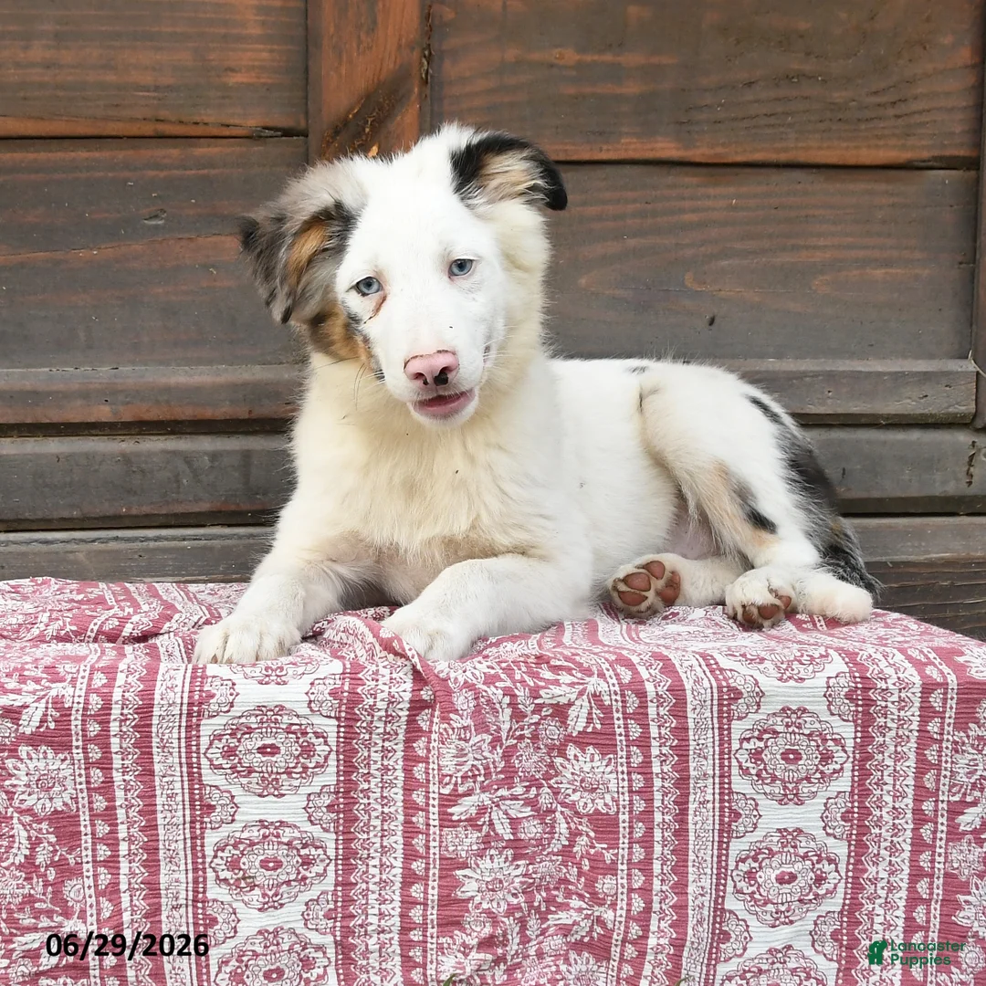 Miniature Australian Shepherd dogs for sale: Geronimo - Ad 1