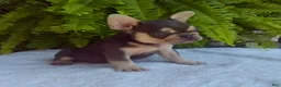 French Bulldog dogs for sale: Rocky - Ad 3