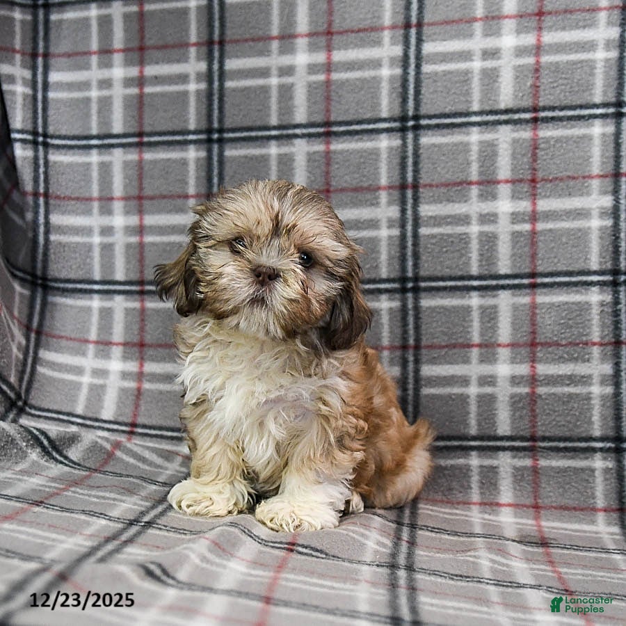 Shihpoo dogs Madison - Ad 9