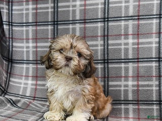 Shihpoo dogs Madison - Ad 9