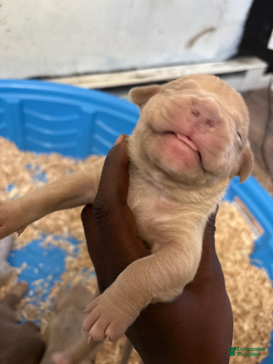 American Bully dogs for sale: Scarr - Ad 1