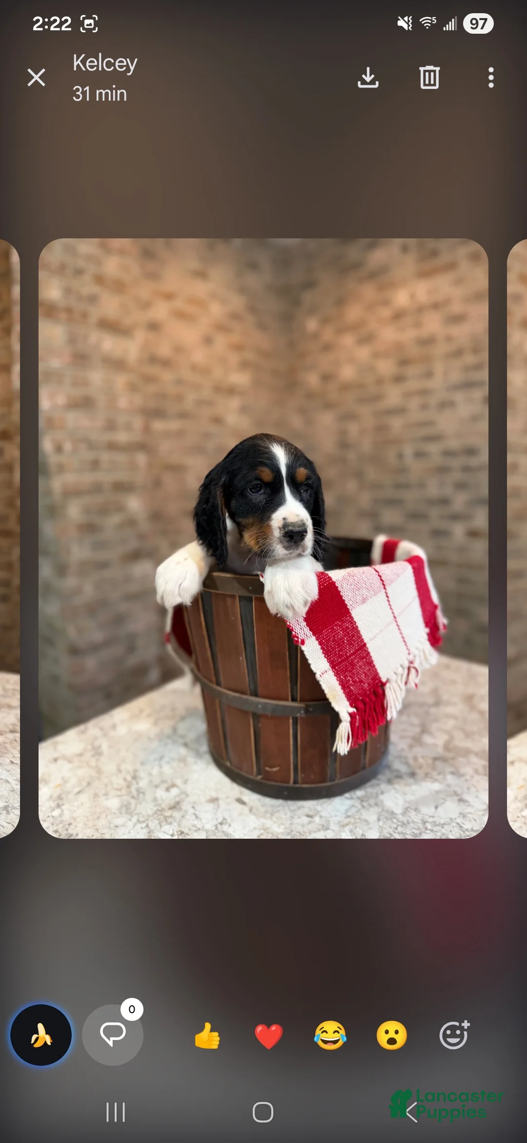English Springer Spaniel dogs for sale: English Springer Spaniel Puppy 1 - Ad 1