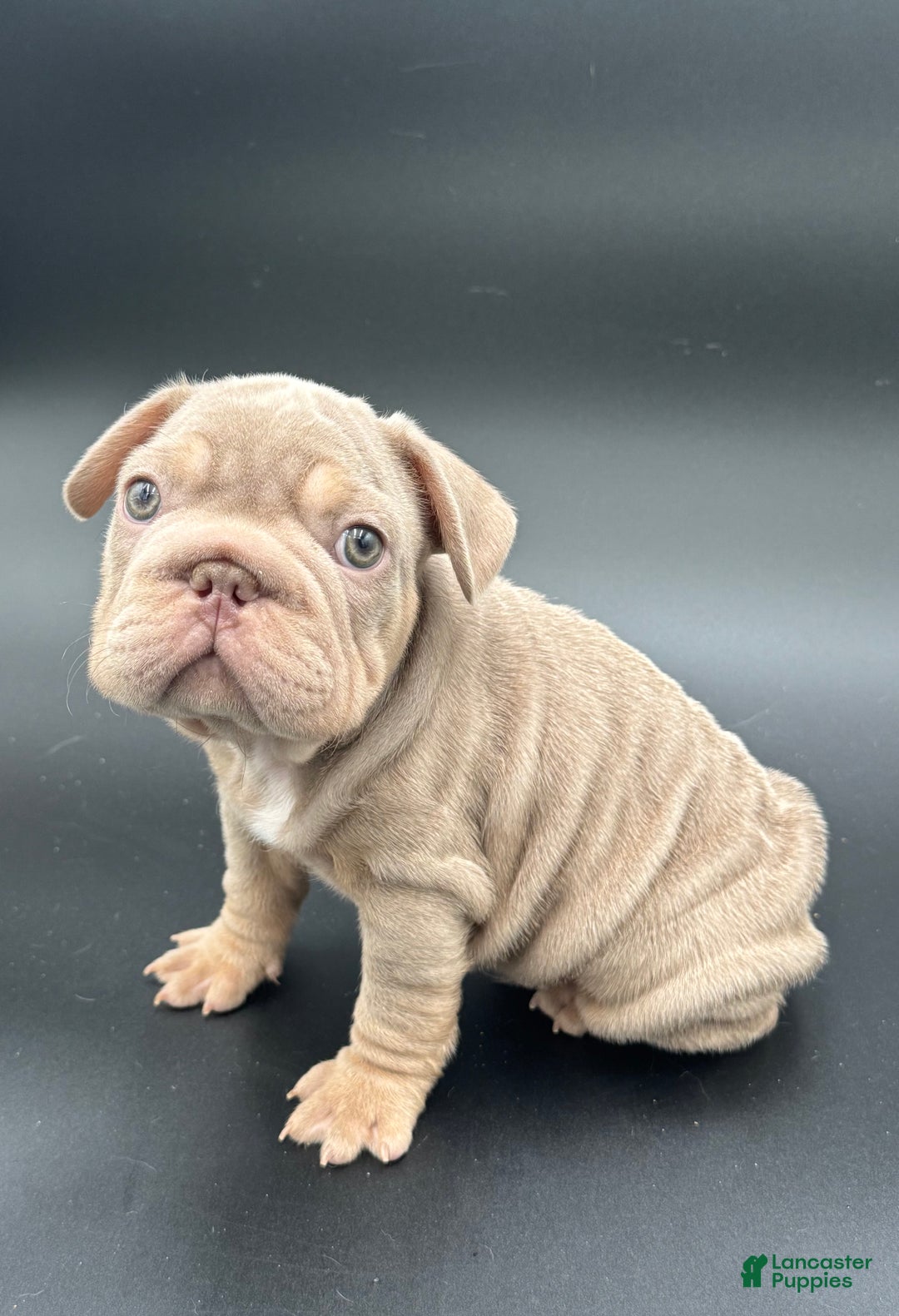 French Bulldog dogs for sale: French Bulldog Puppy 2 - Ad 1