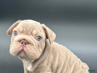 French Bulldog dogs French Bulldog Puppy 2 - Ad 6