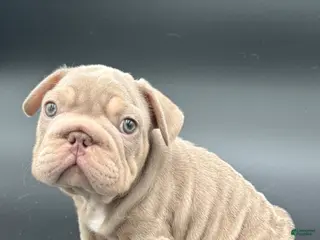 French Bulldog dogs French Bulldog Puppy 2 - Ad 13