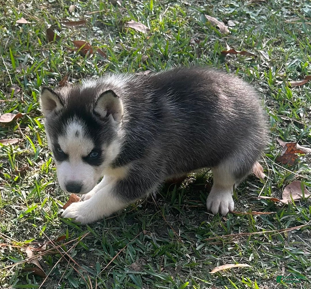 Siberian Husky dogs for sale: Zeus - Ad 3