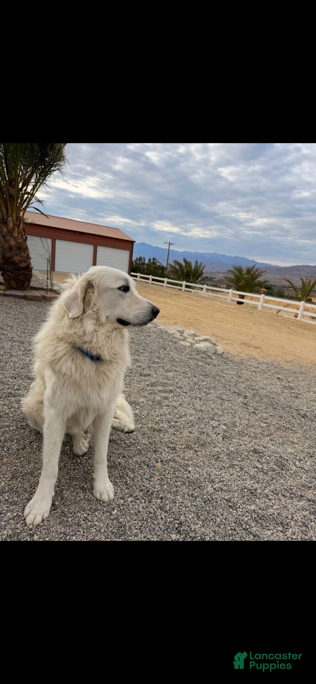 Great Pyrenees dogs for sale: Purple - Ad 2