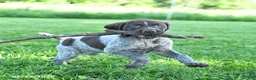 German Shorthaired Pointer dogs for sale: Georgia - Ad 5