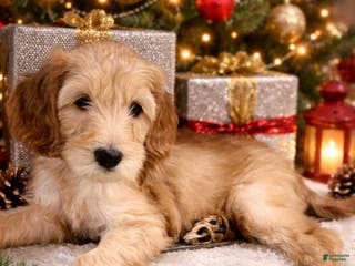 Mini Goldendoodle dogs Mini Goldendoodle Puppy 5 - Ad 4