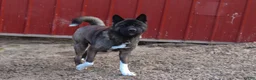 Akita dogs for sale: Nova - Ad 15