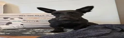 Scottish Terrier dogs for sale: Wanda - Ad 9