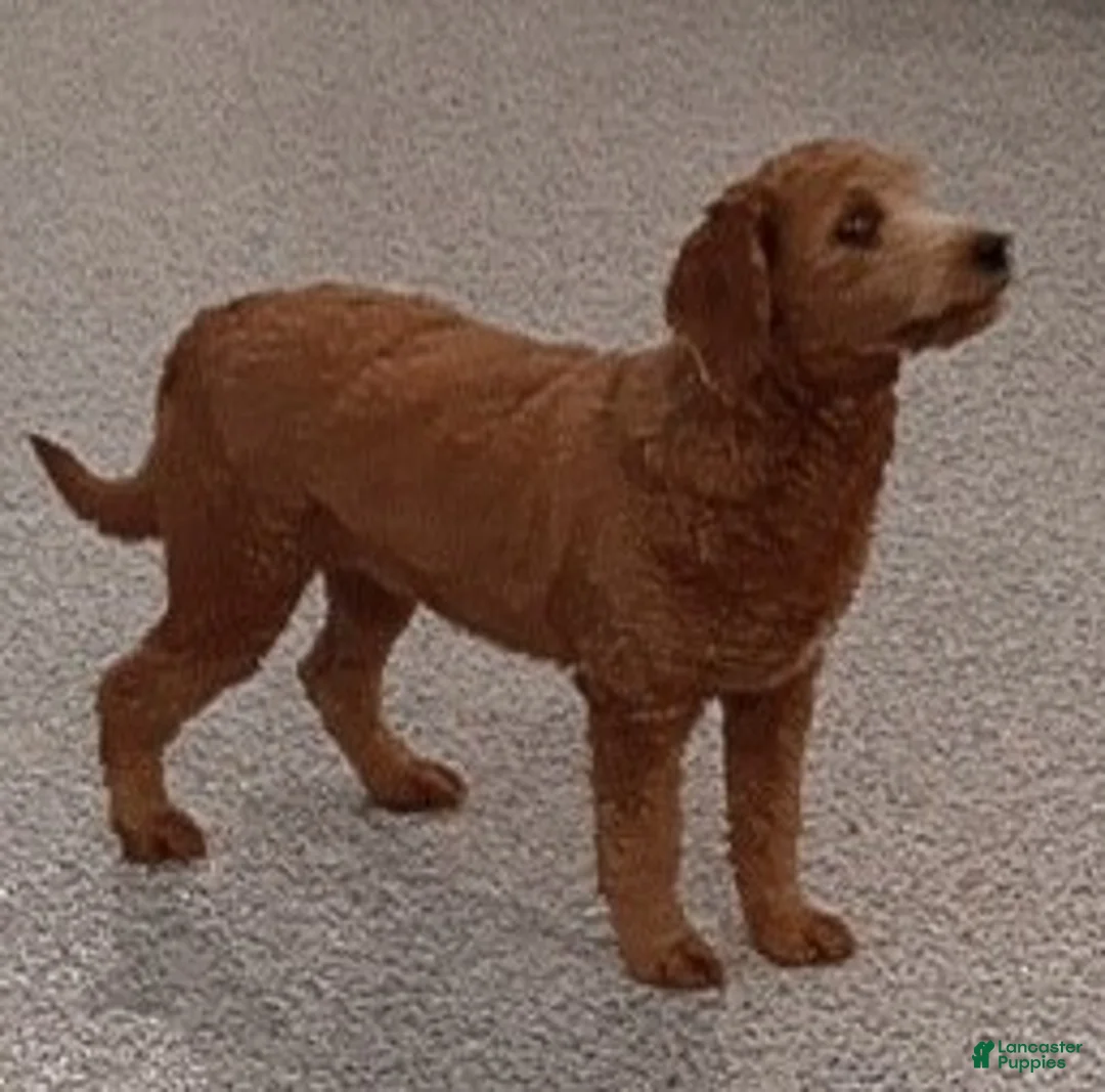Mini Goldendoodle dogs for sale: Maeve - Ad 7