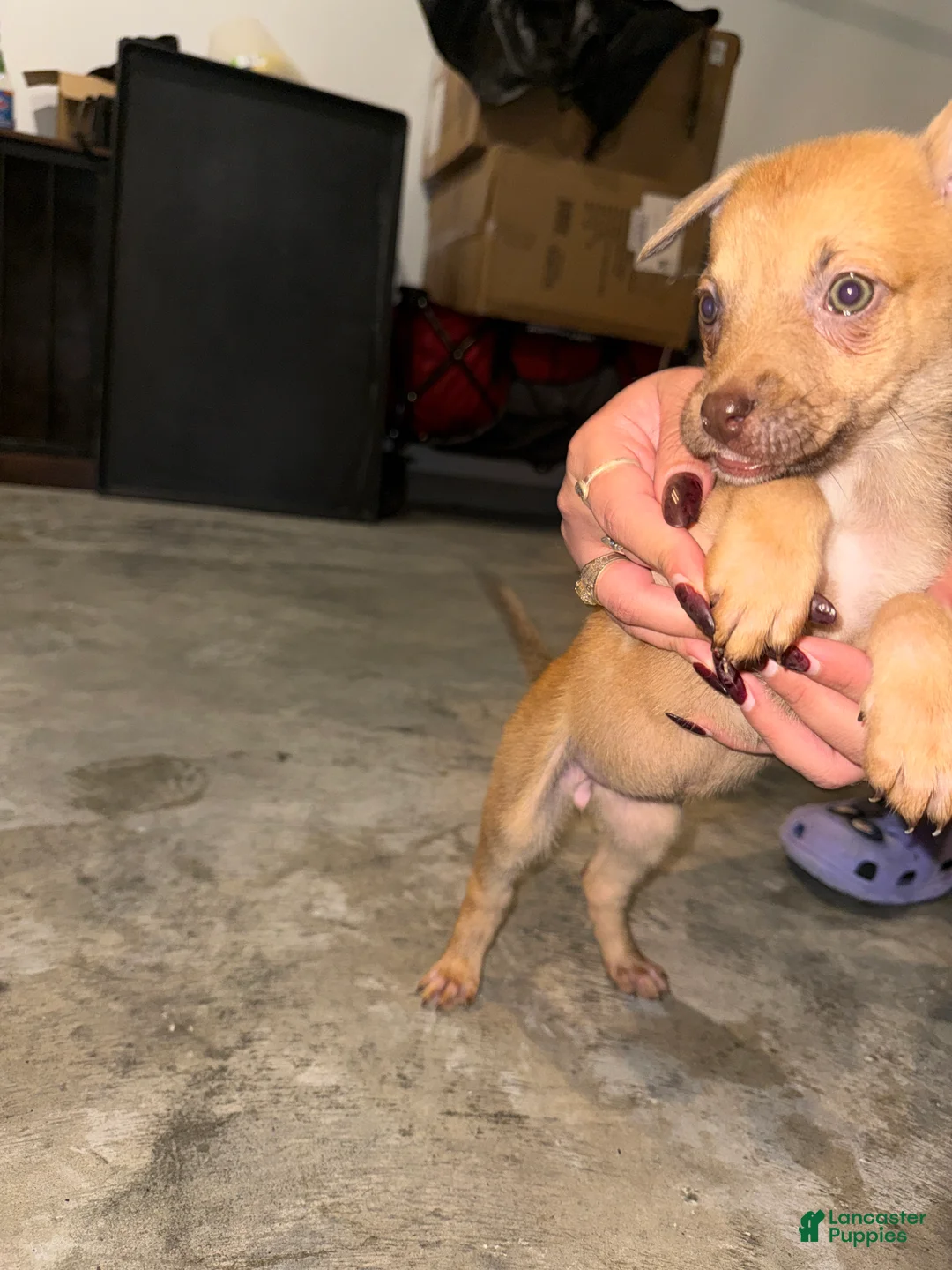 German Shepherd dogs for sale: German Shepherd Puppy 4 - Ad 1