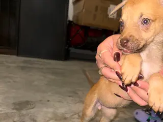 German Shepherd dogs German Shepherd Puppy 4 - Ad 6