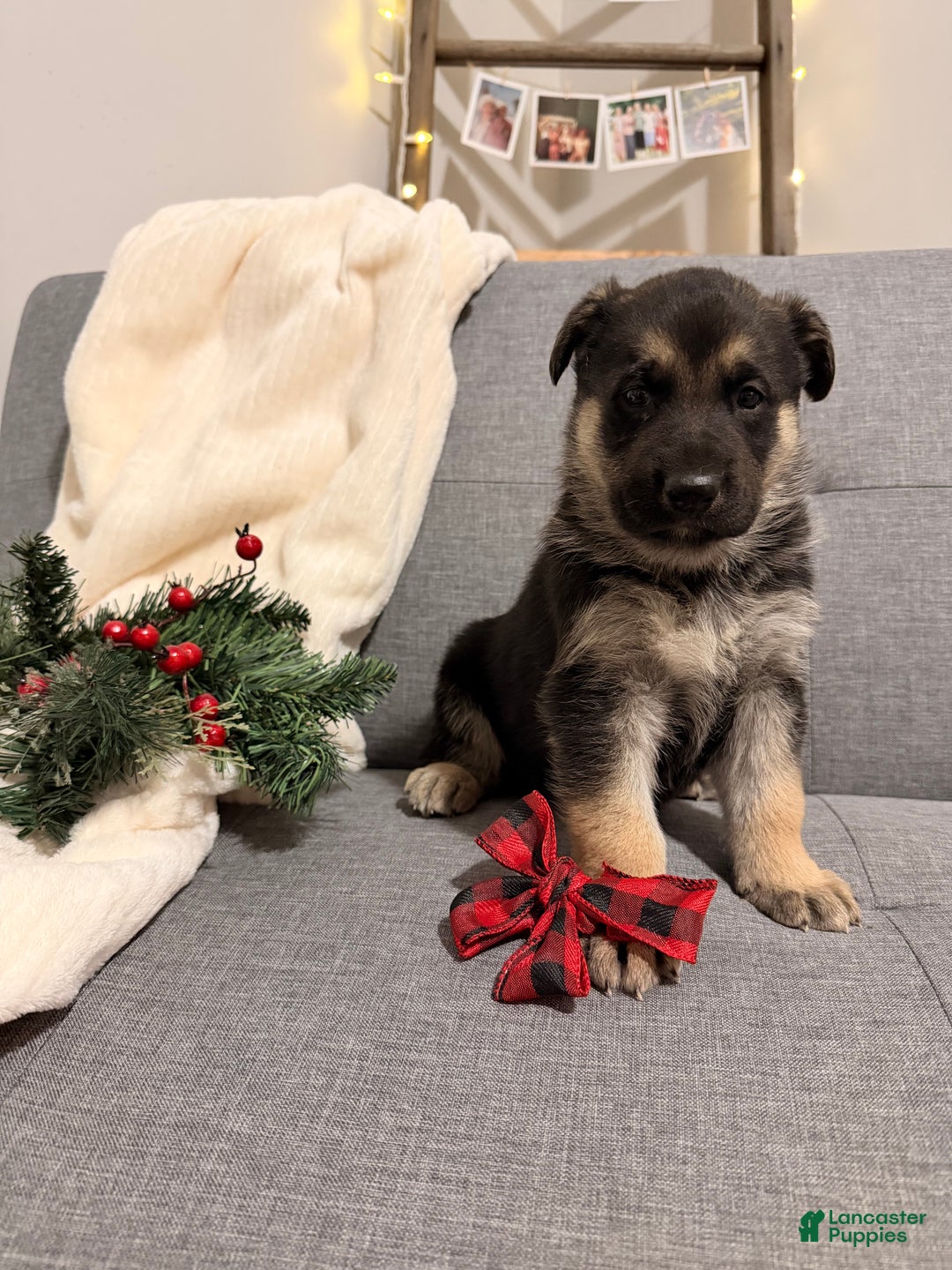 German Shepherd dogs for sale: German Shepherd Puppy 3 - Ad 5