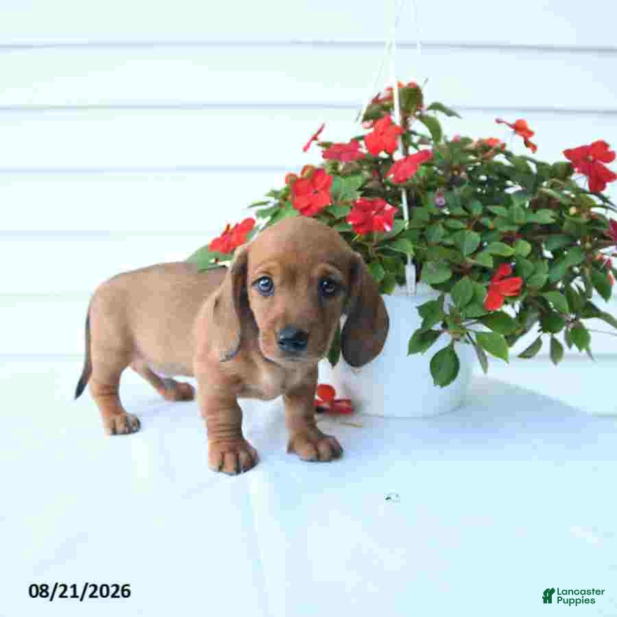 Miniature Dachshund dogs Barney - Ad 2