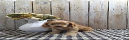 Cocker Spaniel dogs for sale: Baxter - Ad 8