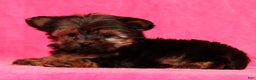 Yorkshire Terrier dogs for sale: Jody - Ad 8